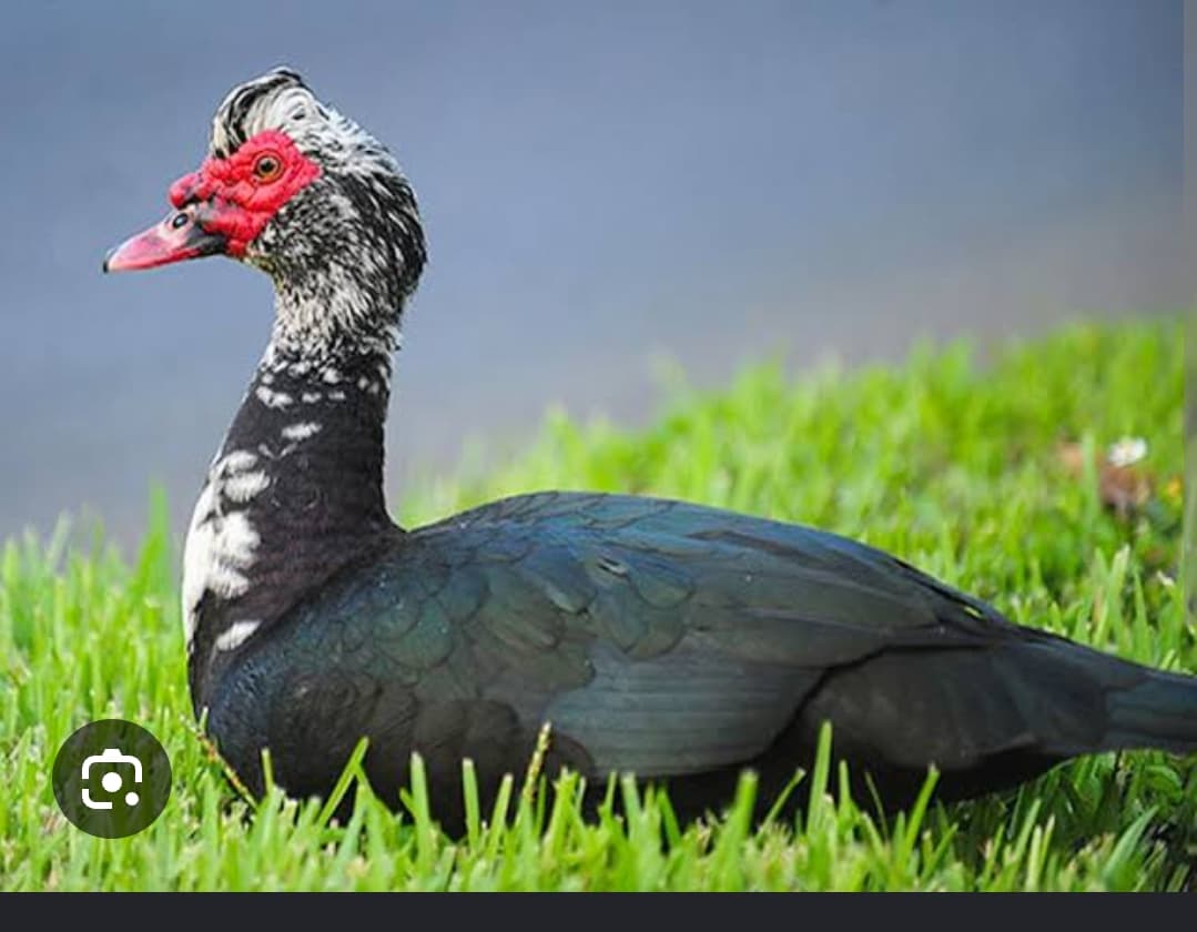 চীনা হাঁস — ১০০% অর্গানিক পোল্ট্রি, Natural Birds BD